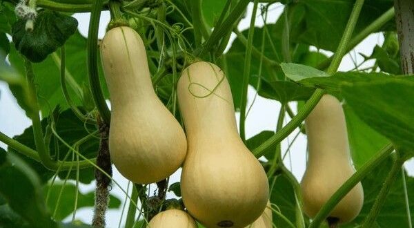 butternut squash