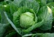 cabbage