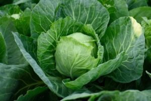 cabbage