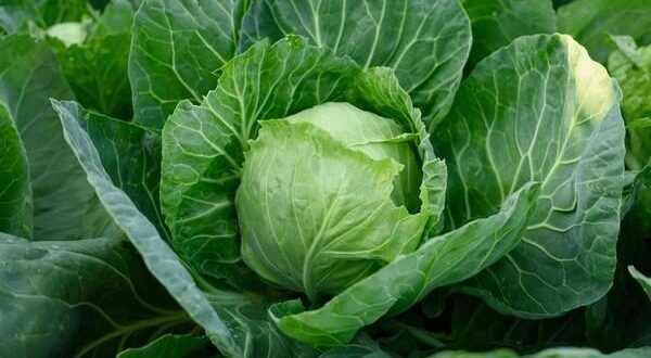 cabbage