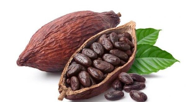 cacao