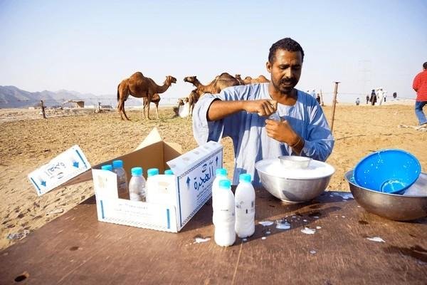 camel milk