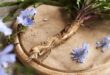 chicory root