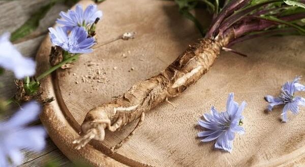 chicory root