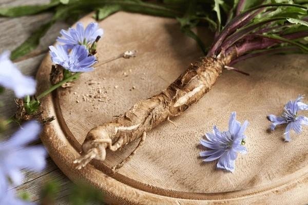 chicory root