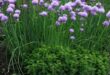 chives