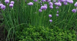 chives