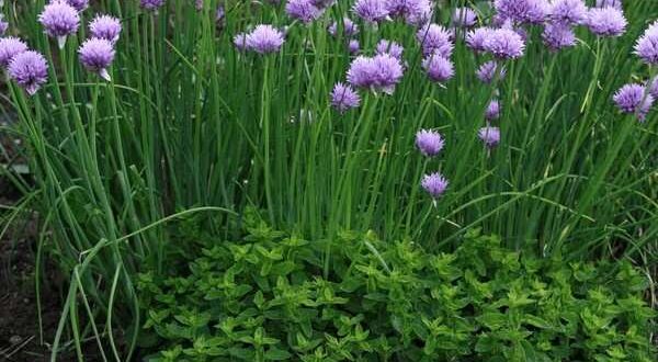 chives