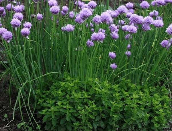 chives