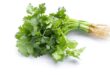 coriander leaves