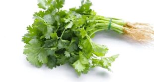 coriander leaves