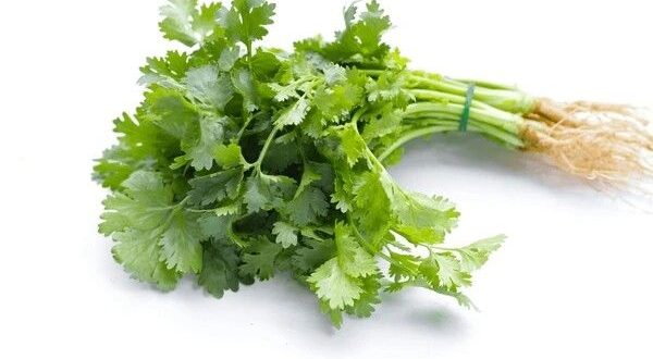 coriander leaves