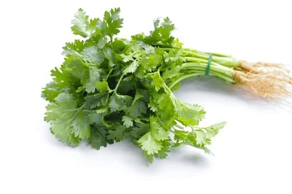 coriander leaves