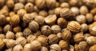 coriander seed