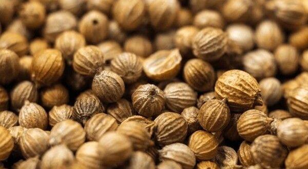 coriander seed