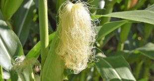 corn silk