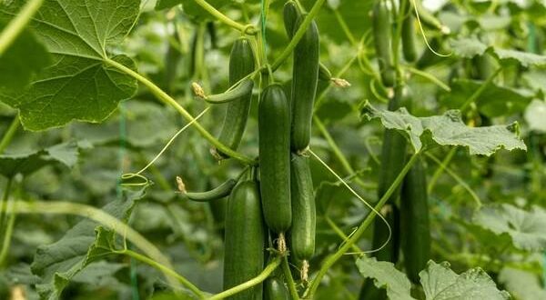 cucumbers