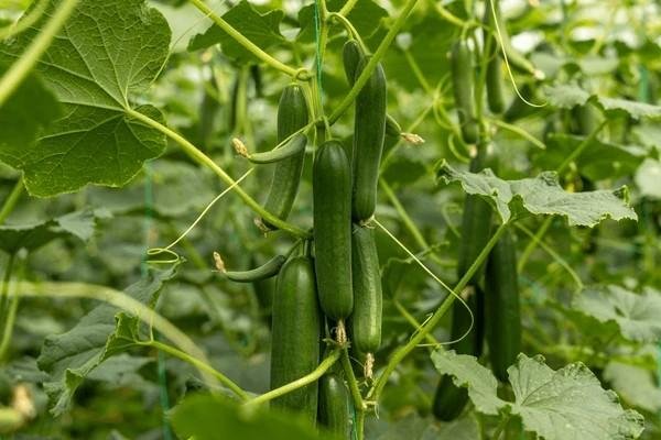 cucumbers