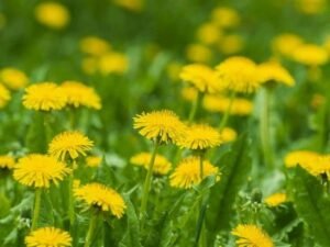 dandelions
