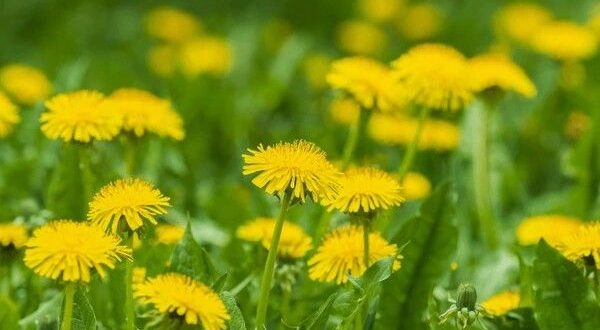 dandelions