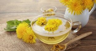 dandelion tea