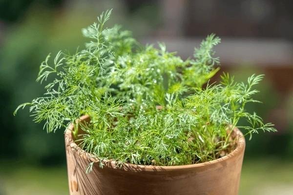 dill
