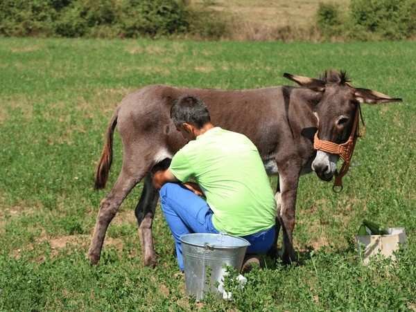 donkey milk
