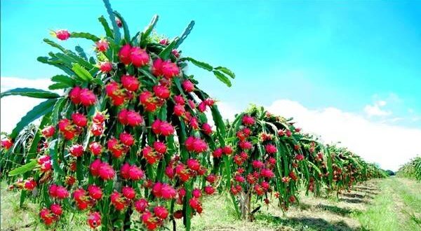 dragon fruits