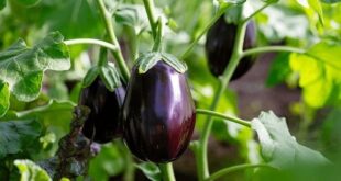 eggplant