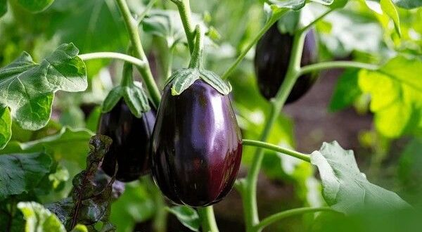 eggplant