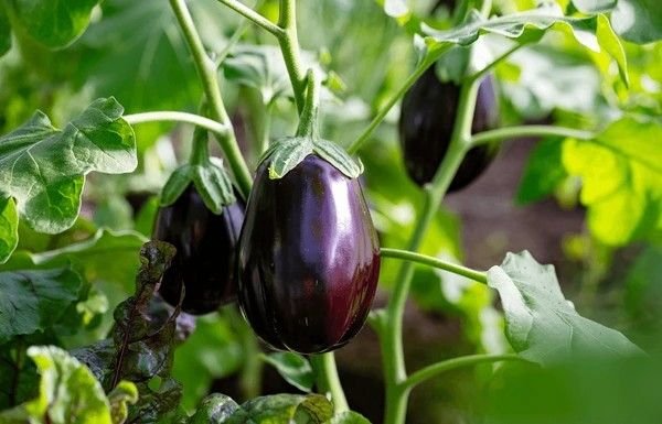 eggplant
