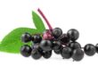 elderberry