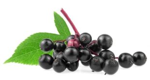 elderberry