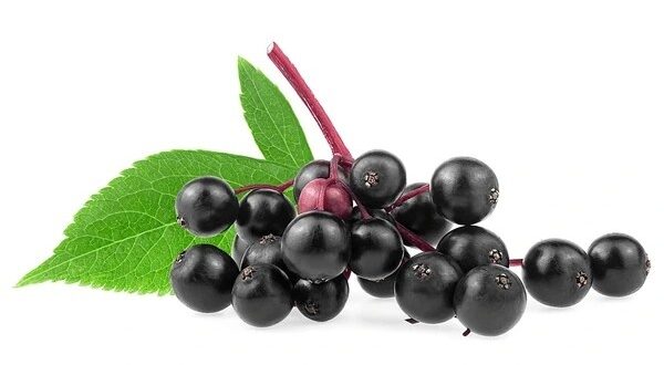 elderberry