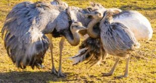 emu