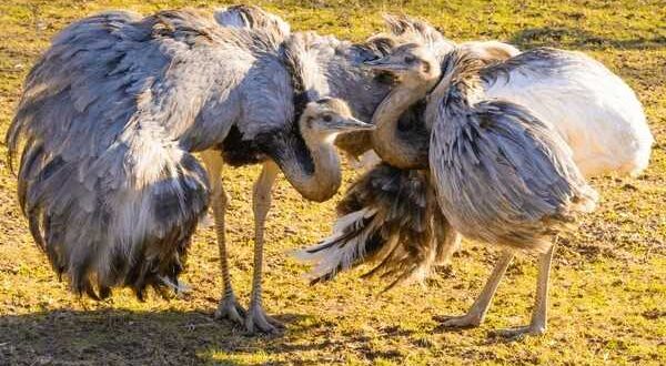 emu