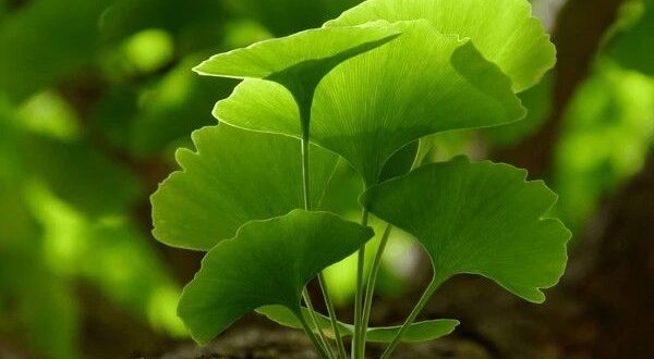 ginko biloba