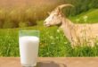 goat milk