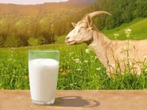 goat milk