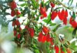 goji berries