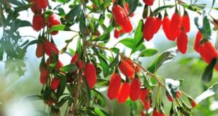 goji berries