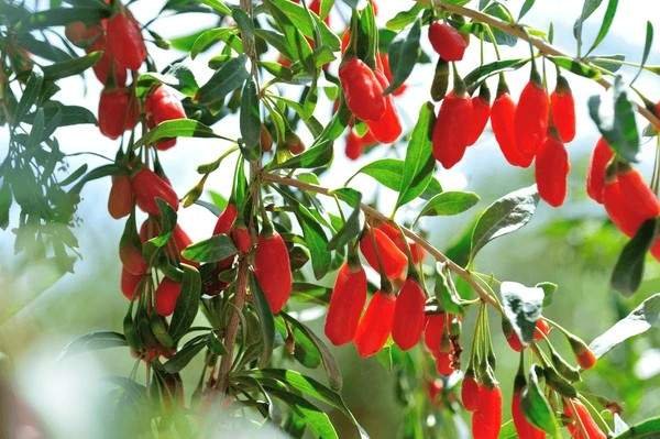 goji berries