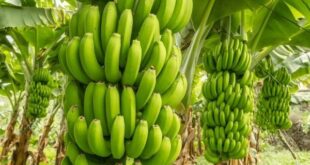 green bananas