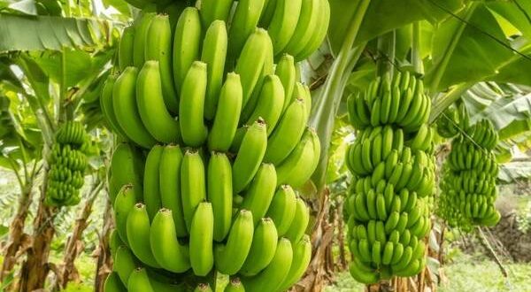 green bananas