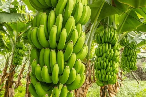 green bananas