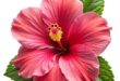 hibiscus flower