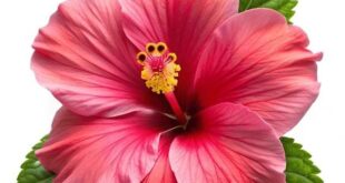 hibiscus flower