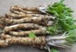 horseradish