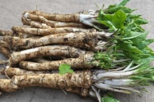 horseradish