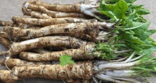 horseradish